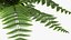 Realistic Fern Plant
