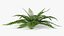 Realistic Fern Plant