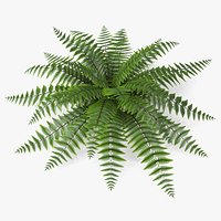 Realistic Fern Plant