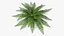 Realistic Fern Plant