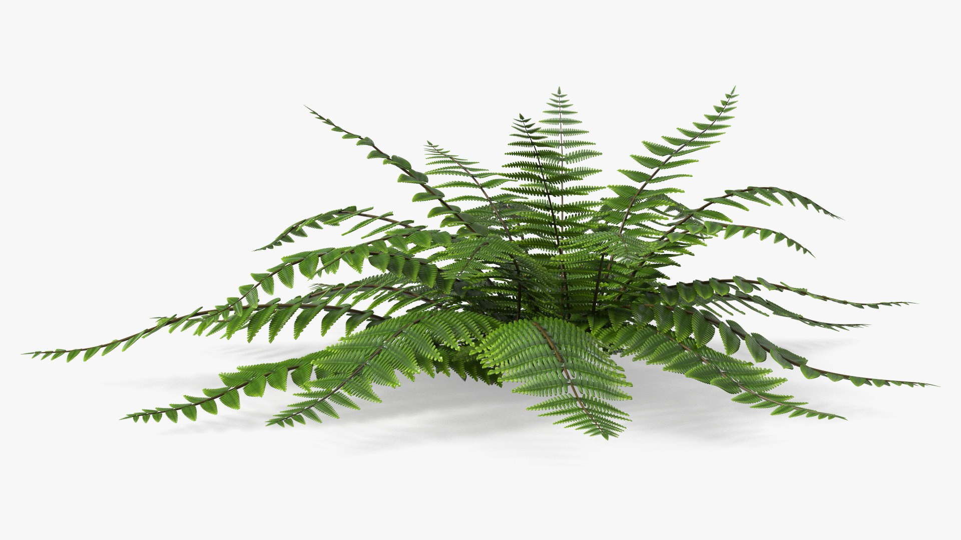 Realistic Fern Plant 3D model https://p.turbosquid.com/ts-thumb/Tt/DOnE1l/rR/realisticfernplantvray3dmodel007/jpg/1716923961/1920x1080/fit_q87/921c40017bad0dbad7f6d1d5468dffd73673c120/realisticfernplantvray3dmodel007.jpg