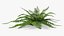 Realistic Fern Plant