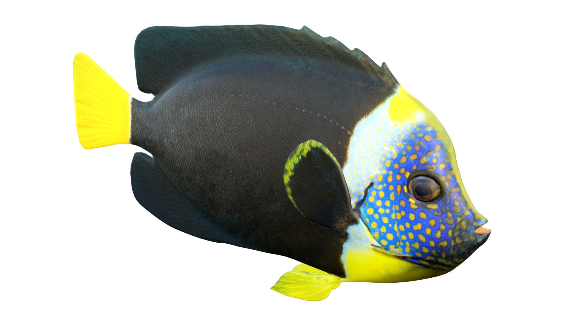 3D 50 Fish Sea Creature Collection v3 https://p.turbosquid.com/ts-thumb/Tt/PjAWEc/4J/1/jpg/1789210767/1920x1080/fit_q87/2f1485bdcf89b53e3241a3bd525c03db6b49fbcb/1.jpg