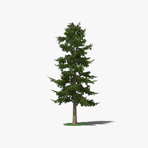 3D cedar tree model
