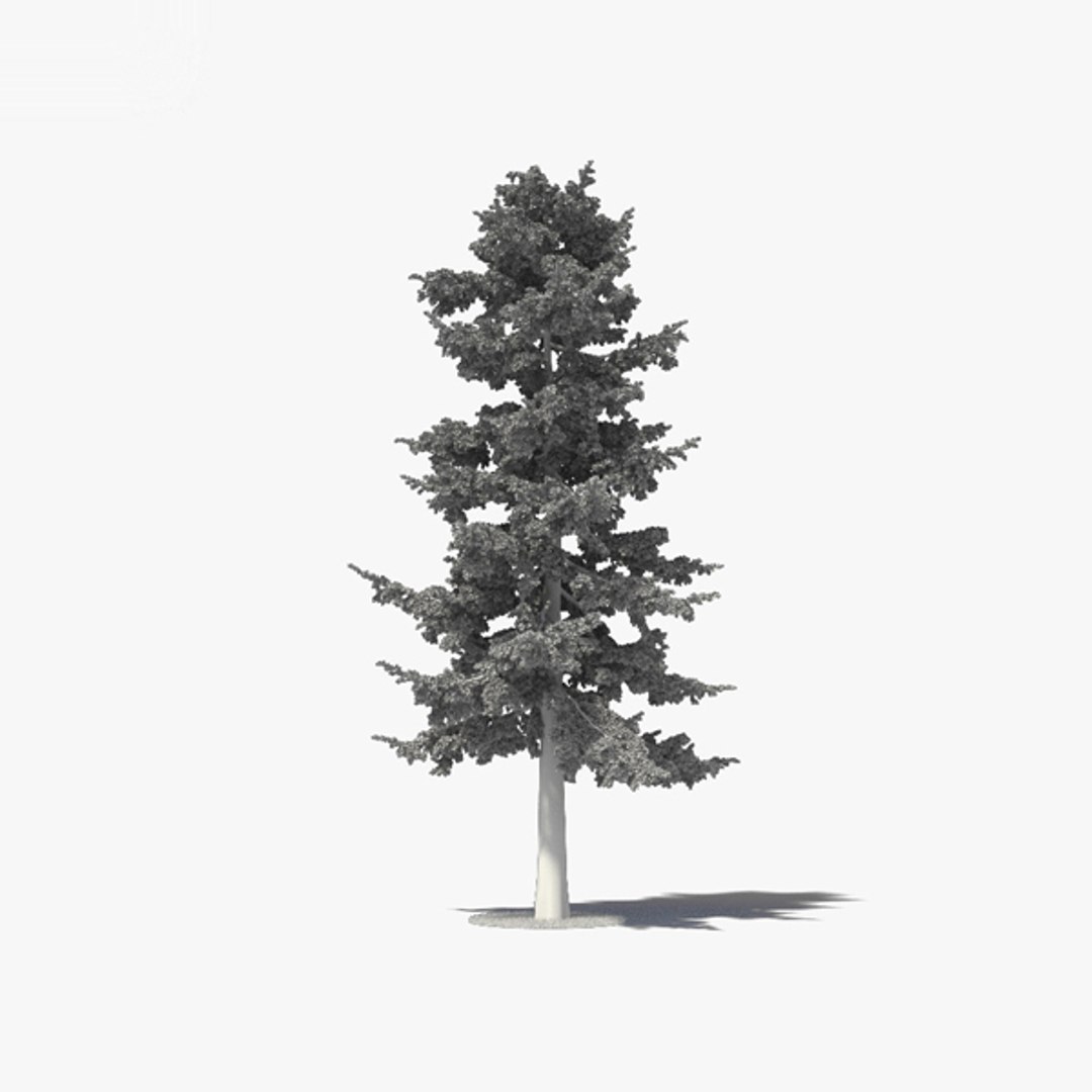 3D cedar tree model - TurboSquid 1555917