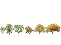 Quercus macrocarpa - Bur oak