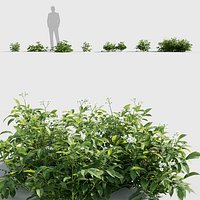 Solanum tuberosum - Potato 3D model
