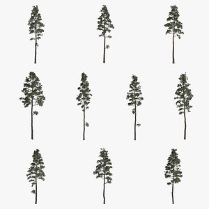 Scots Pine Tree Collection