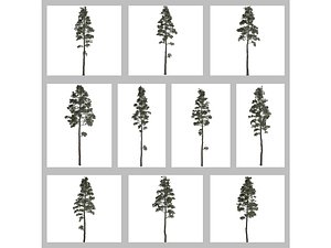 Scots Pine Tree Collection model
