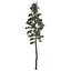 Scots Pine Tree Collection