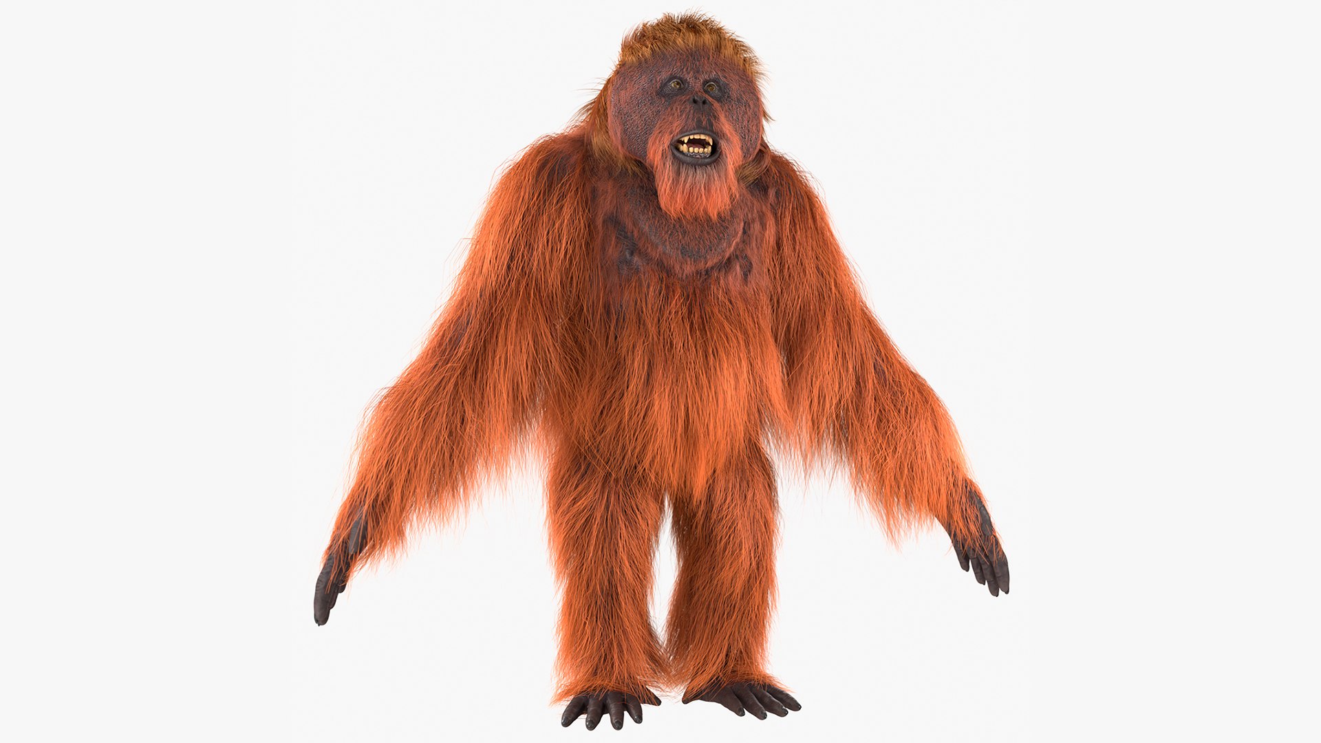 Orangutan Rigged Fur 3D model preview