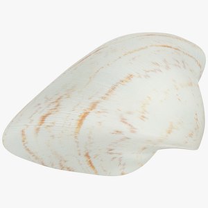 Seashell V9