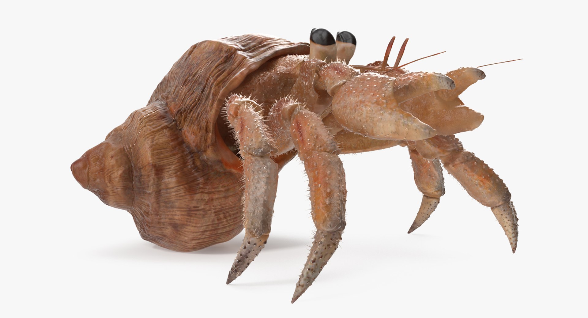 Hermit Crab Rigged with Fur 3D Model 3D model preview