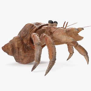 hermit crab rigged fur 3D model