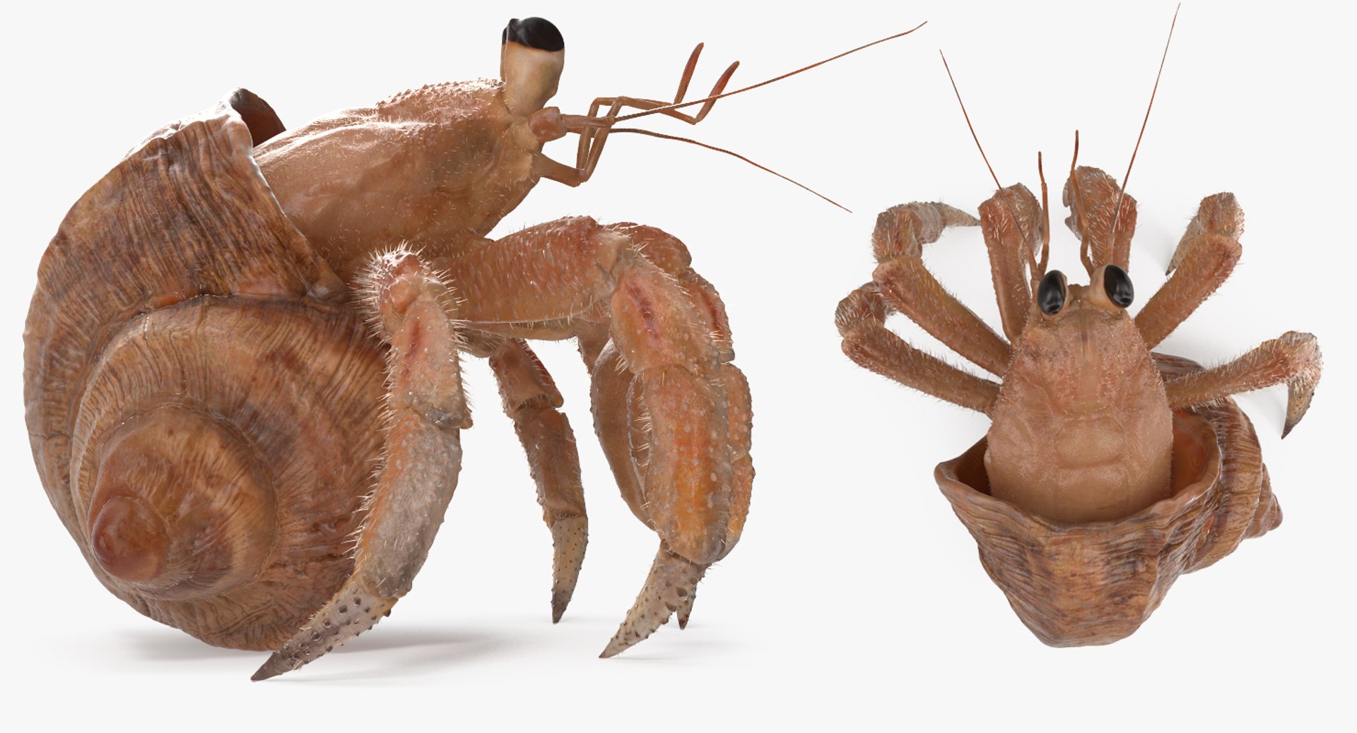 Hermit Crab Rigged Fur 3D Model - TurboSquid 1152271