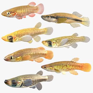 Topminnow Fish Collection