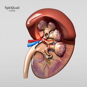human kidney 3d lwo