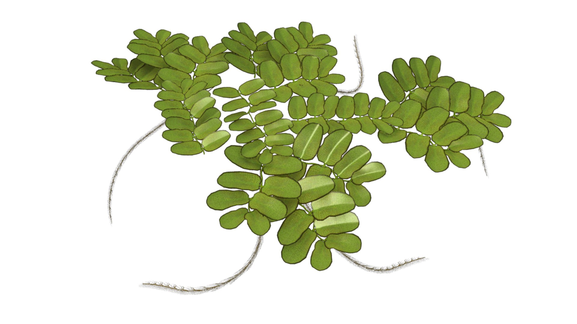 3d Azolla Mosquito Fern