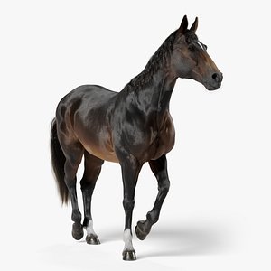 Horse SealBrown