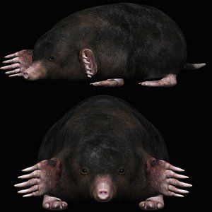 Mole 3D model
