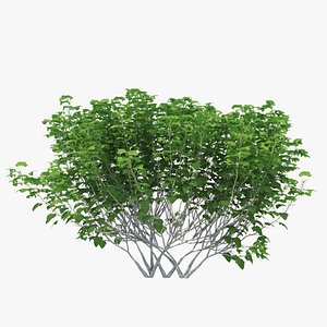 3D silk orange bush 01