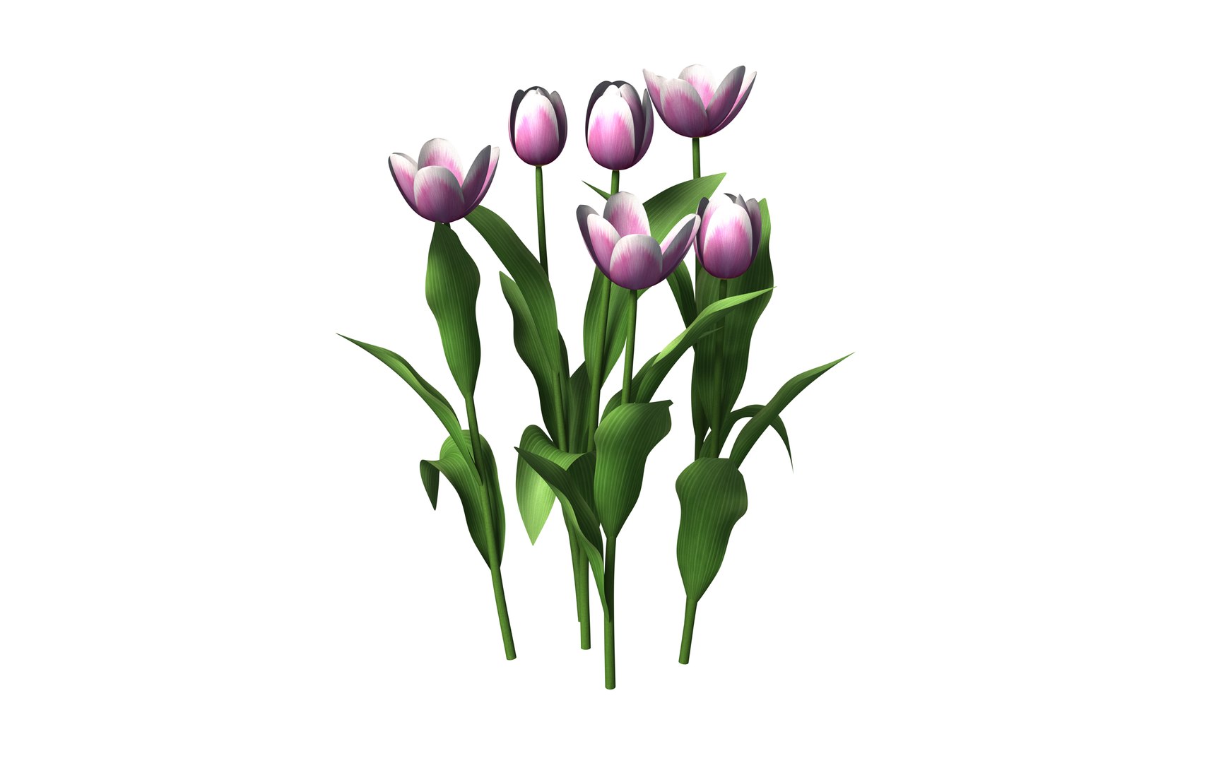 tulips interior 3D https://p.turbosquid.com/ts-thumb/Tu/pqZ9uL/jXEYae87/tulip1/png/1586279102/1920x1080/fit_q87/2cee0cf2189e669af1033c8a726bd31290b95916/tulip1.jpg