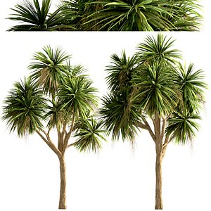 3D Set of New Zealand Cabbage or Cordyline Australis trees - 3 Trees model