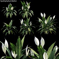 Spathiphyllum Wallisii