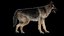 Shepherd Dog Anatomy 3D 3D model