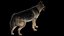 Shepherd Dog Anatomy 3D 3D model
