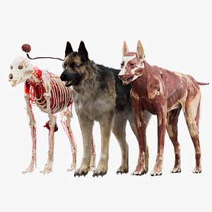 Shepherd Dog Anatomy 3D 3D model