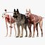Shepherd Dog Anatomy 3D 3D model