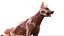 Shepherd Dog Anatomy 3D 3D model