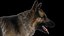 Shepherd Dog Anatomy 3D 3D model