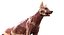 Shepherd Dog Anatomy 3D 3D model