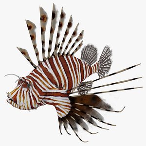 Lion Fish