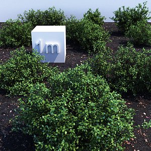 3dsmax holly shrubs collections
