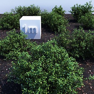 Holly shrubs collection 1