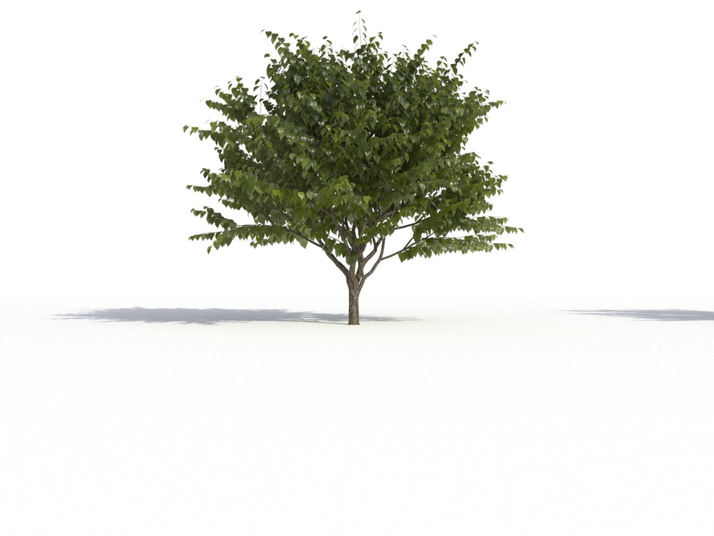 Eastern Redbud 3D Model - TurboSquid 1466441