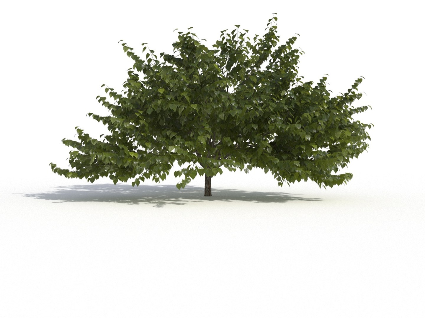 Eastern Redbud 3D Model - TurboSquid 1466441