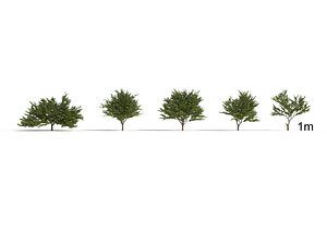 eastern redbud 3D model