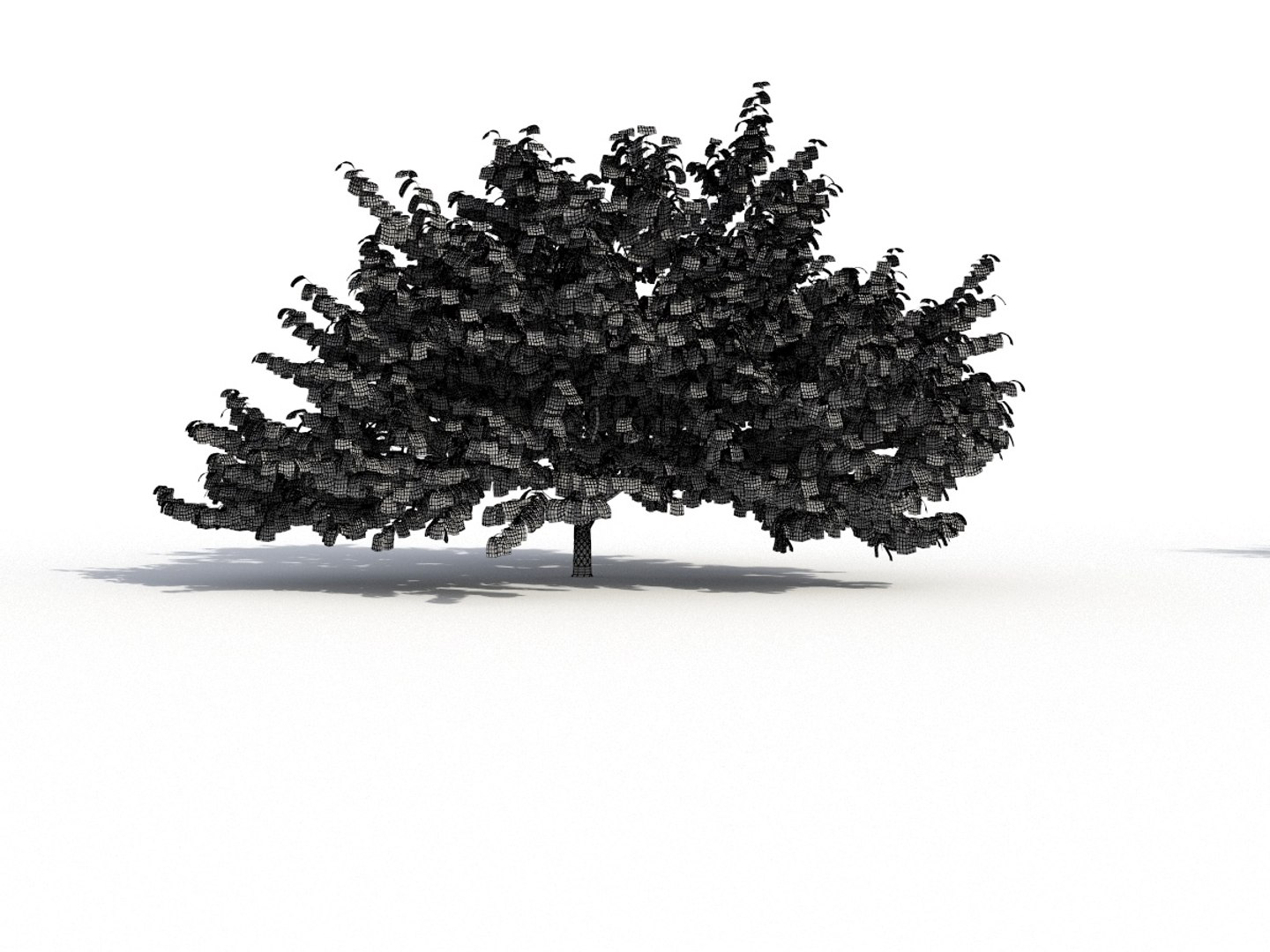 Eastern Redbud 3D Model - TurboSquid 1466441