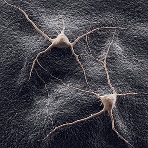 two neurons on a background 3D model