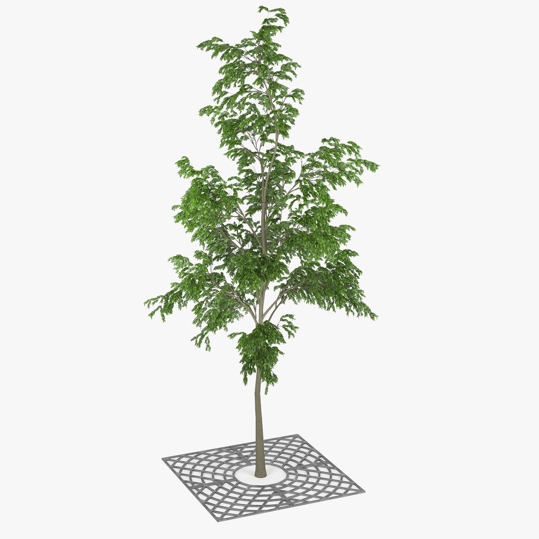 3D model tree street - TurboSquid 1372300