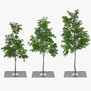 3D model tree street