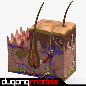 Dermis Anatomy