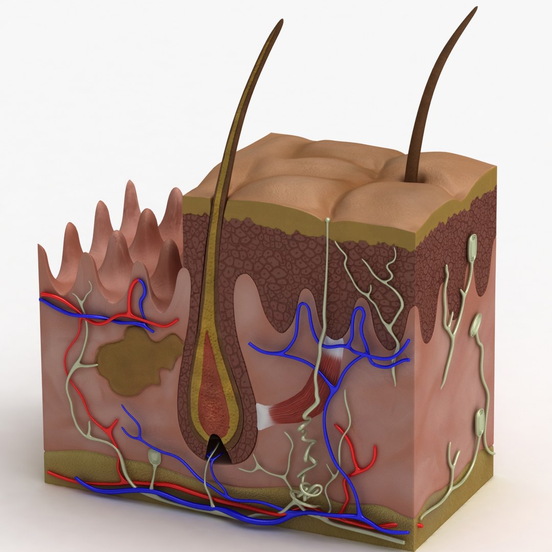 3d Max Dugm01 Dermis Anatomy