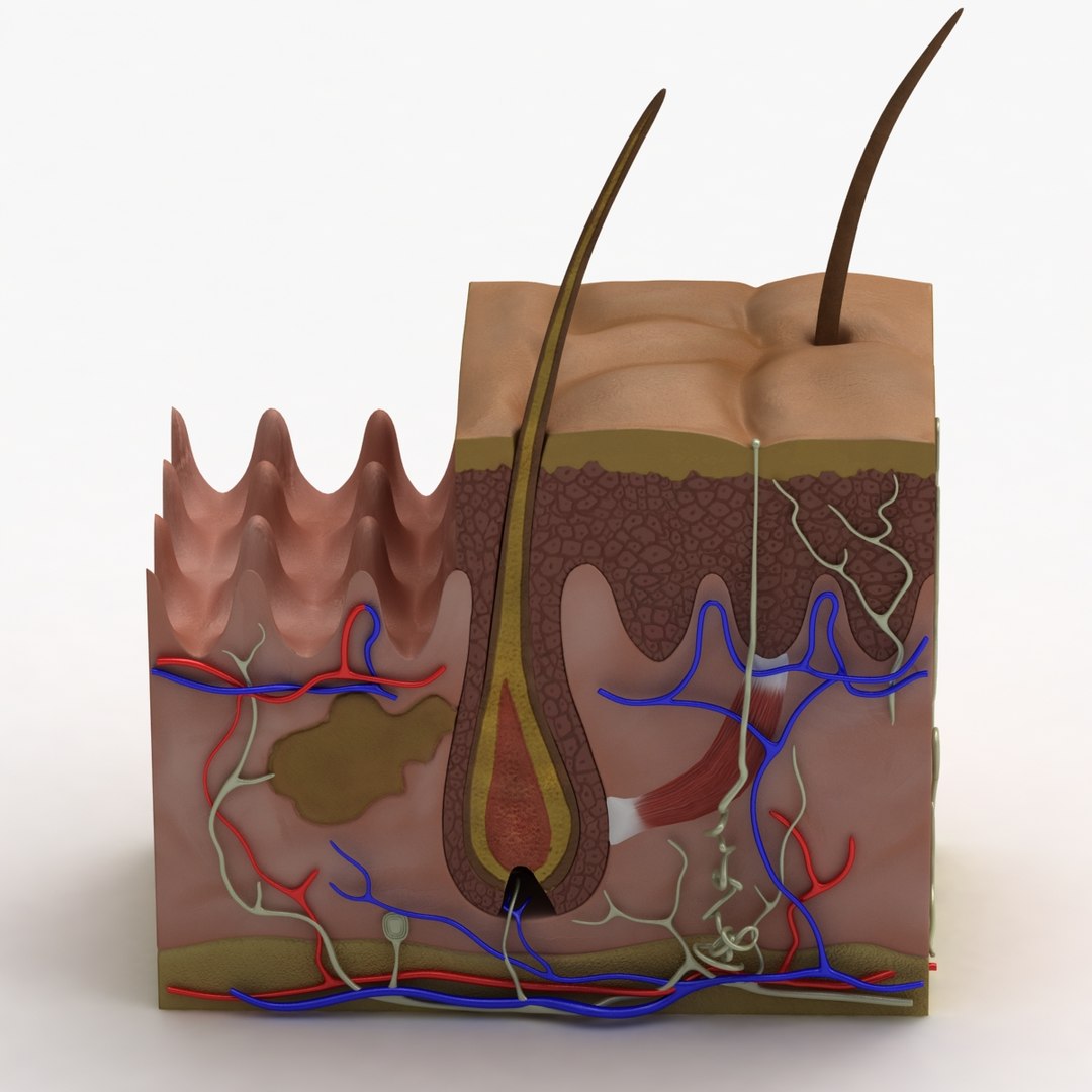 3d Max Dugm01 Dermis Anatomy