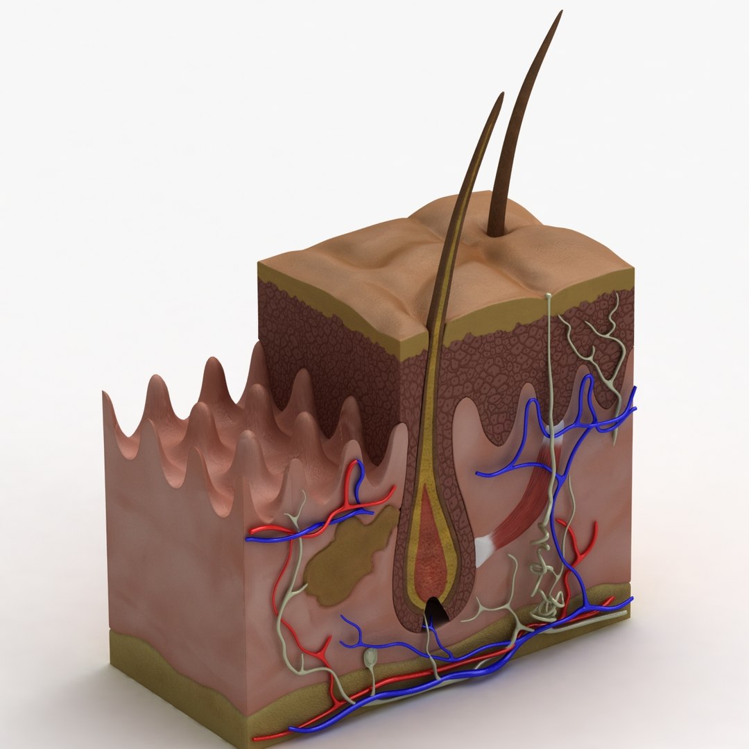 3d Max Dugm01 Dermis Anatomy