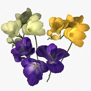Freesia 3 color model